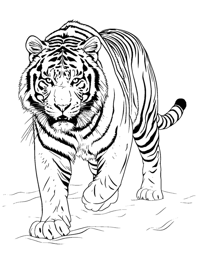 Dibujo De Tigre De Nieve Para Colorear