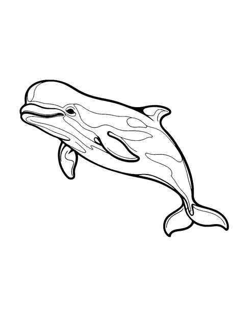 Beluga Whale Coloring Page