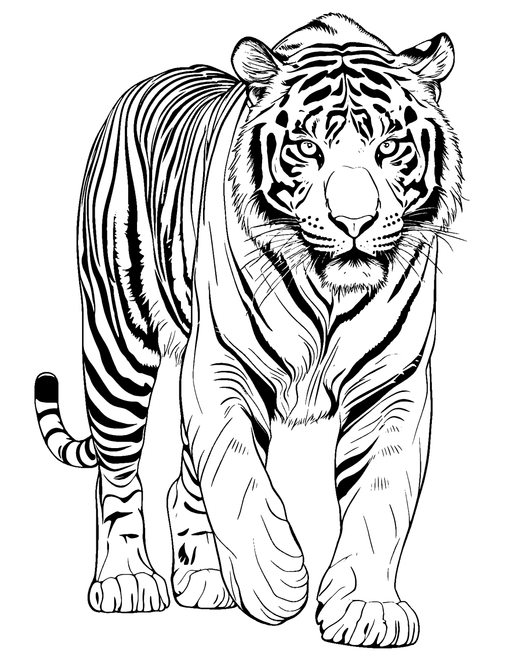 Bengal Tiger Coloring Page