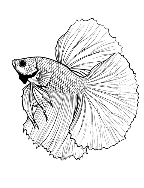 Pez Betta coloring page