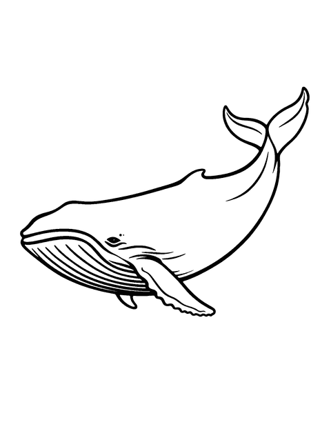 Blue Whale Coloring Page