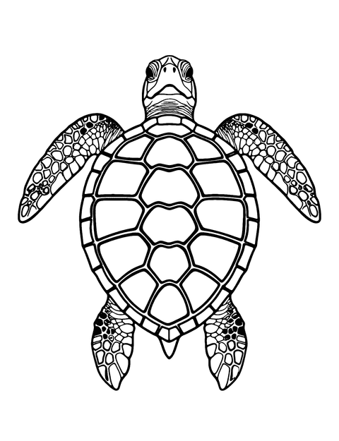 Green Sea Turtle Coloring Page