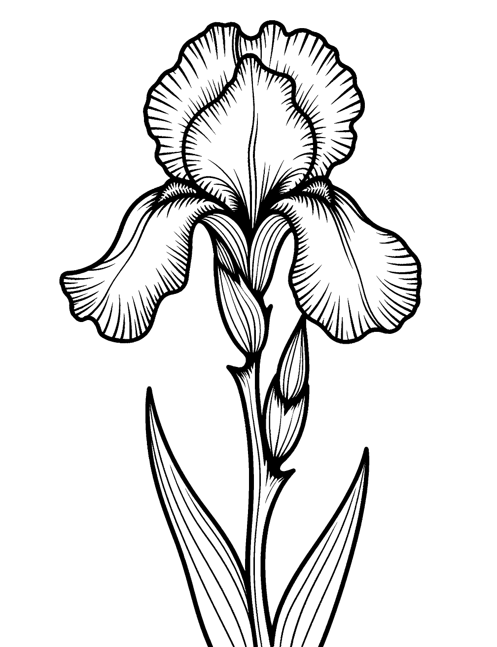 Flor Íris Desenho para Colorir