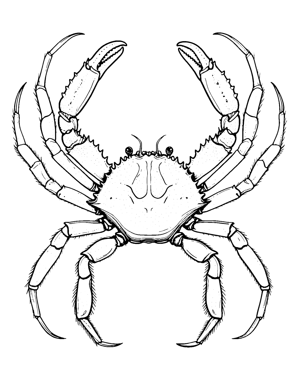 Dibujo de Cangrejo Araña para colorear