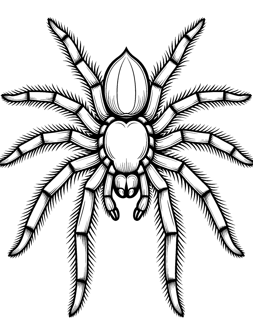 Dibujo de Araña Tarántula para colorear