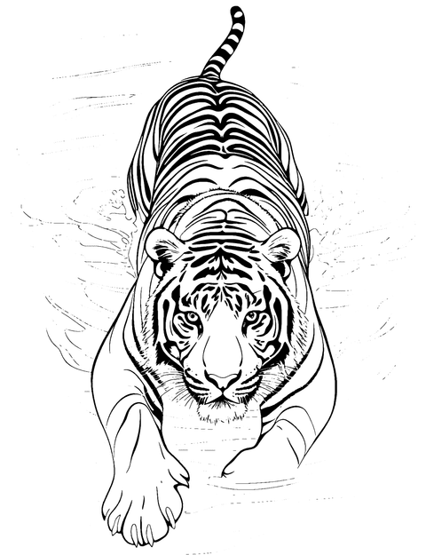 Tiger Swimming Coloring Page