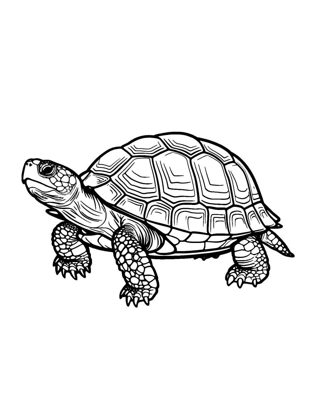 Turtle Walking Coloring Page