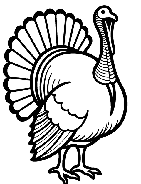 Wild Turkey coloring page